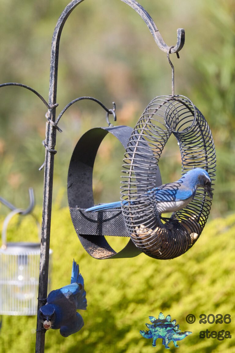 California Scrub Jay