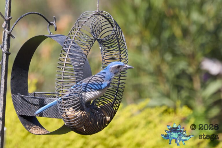 California Scrub Jay