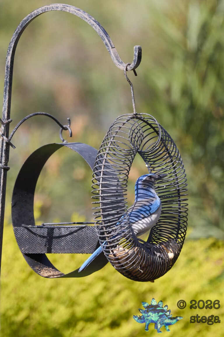California Scrub Jay