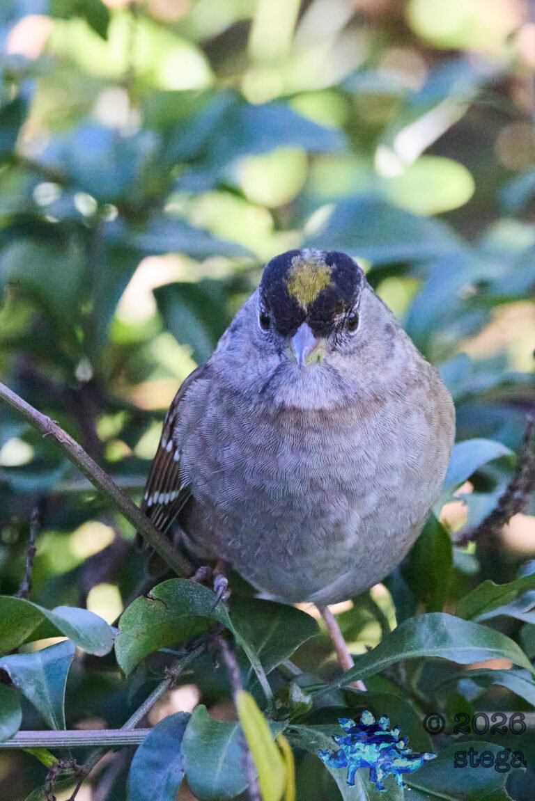 Gold-Crowned Sparrow