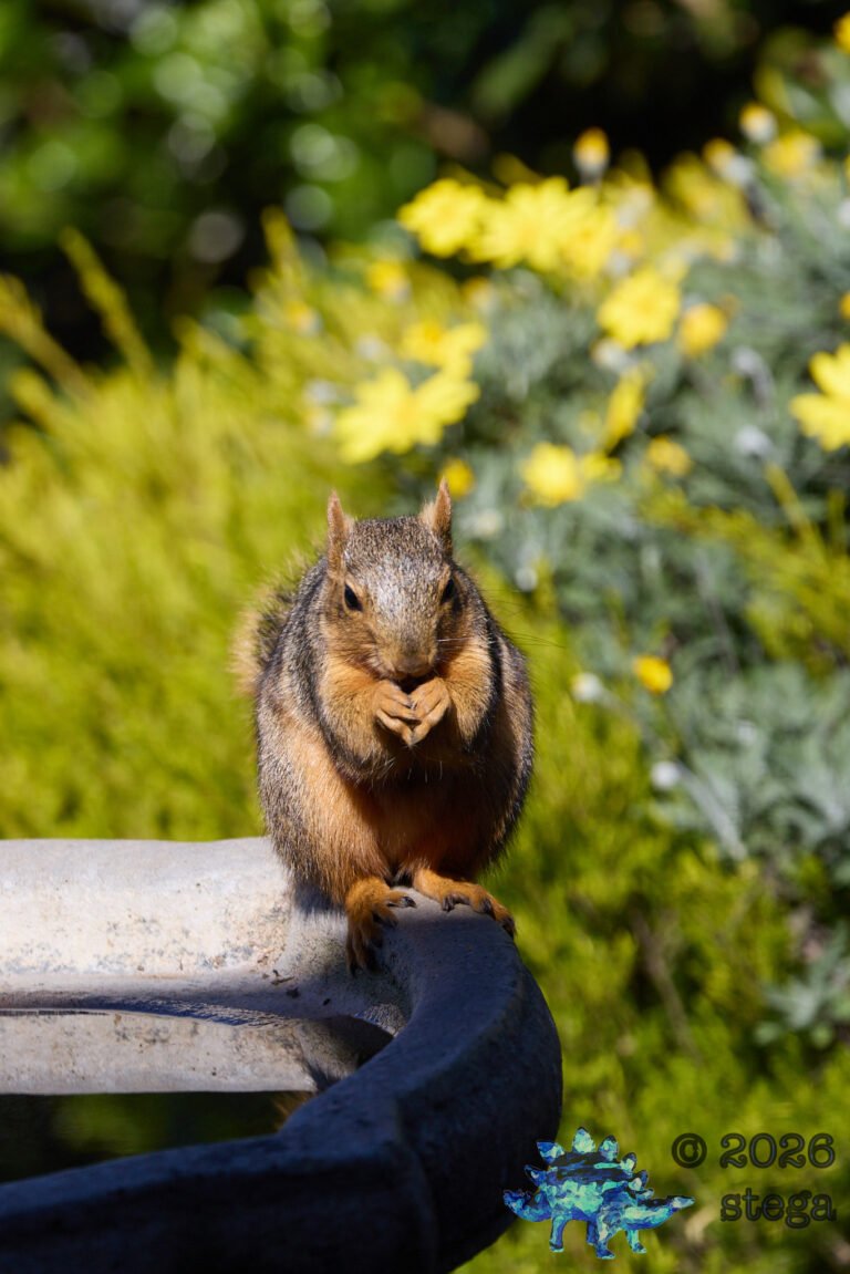 Fox Squirrel