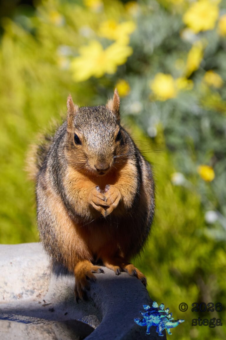Fox Squirrel