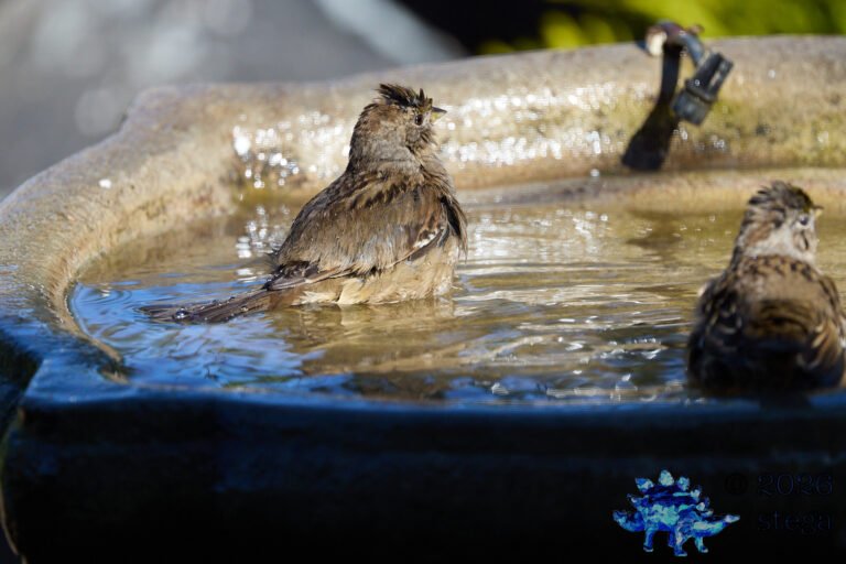 Gold-Crowned Sparrow