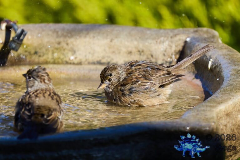 Gold-Crowned Sparrow