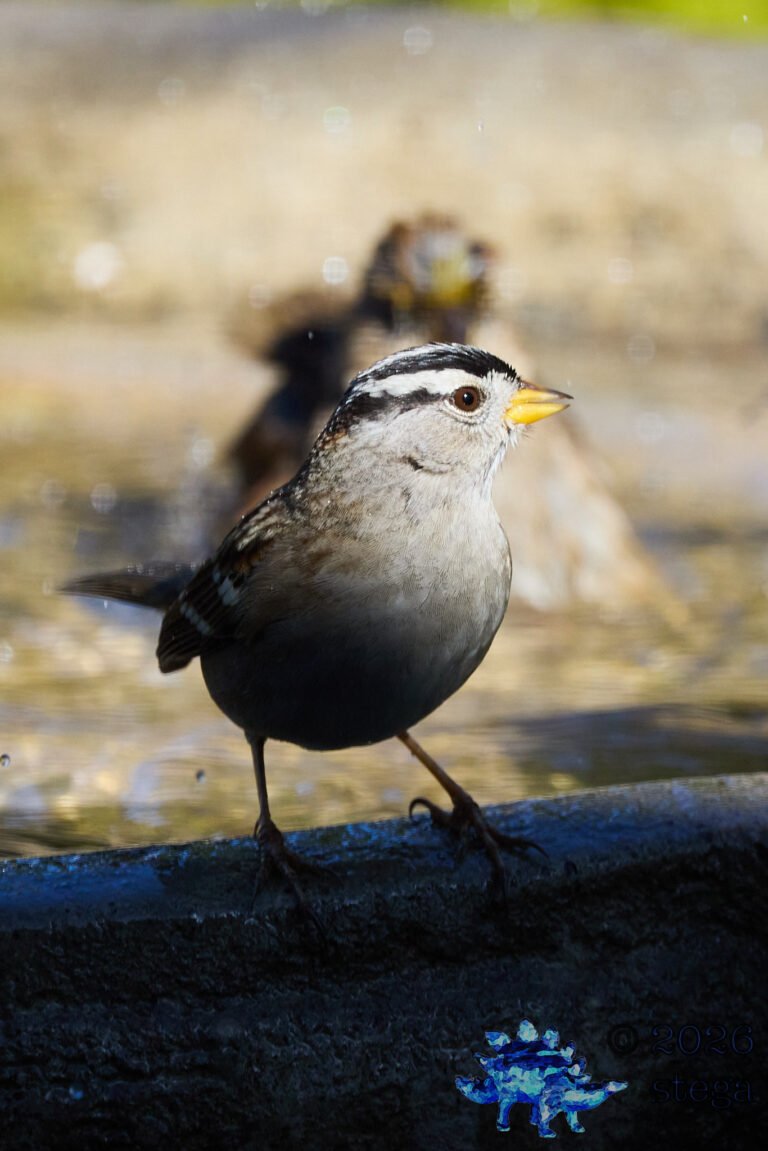 White-Crowned Sparrow