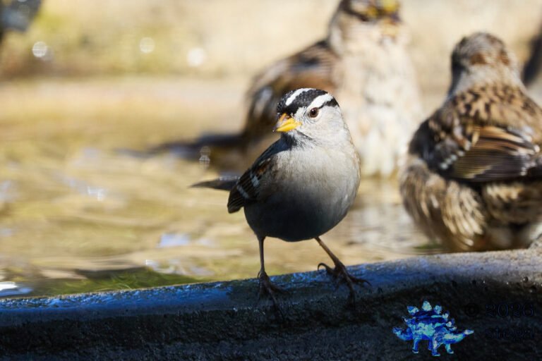 White-Crowned Sparrow