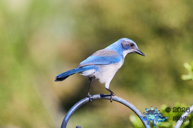 California Scrub Jay