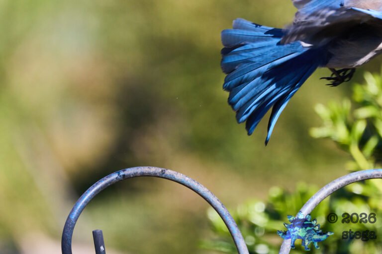 California Scrub Jay