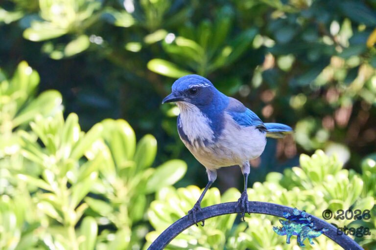 California Scrub Jay