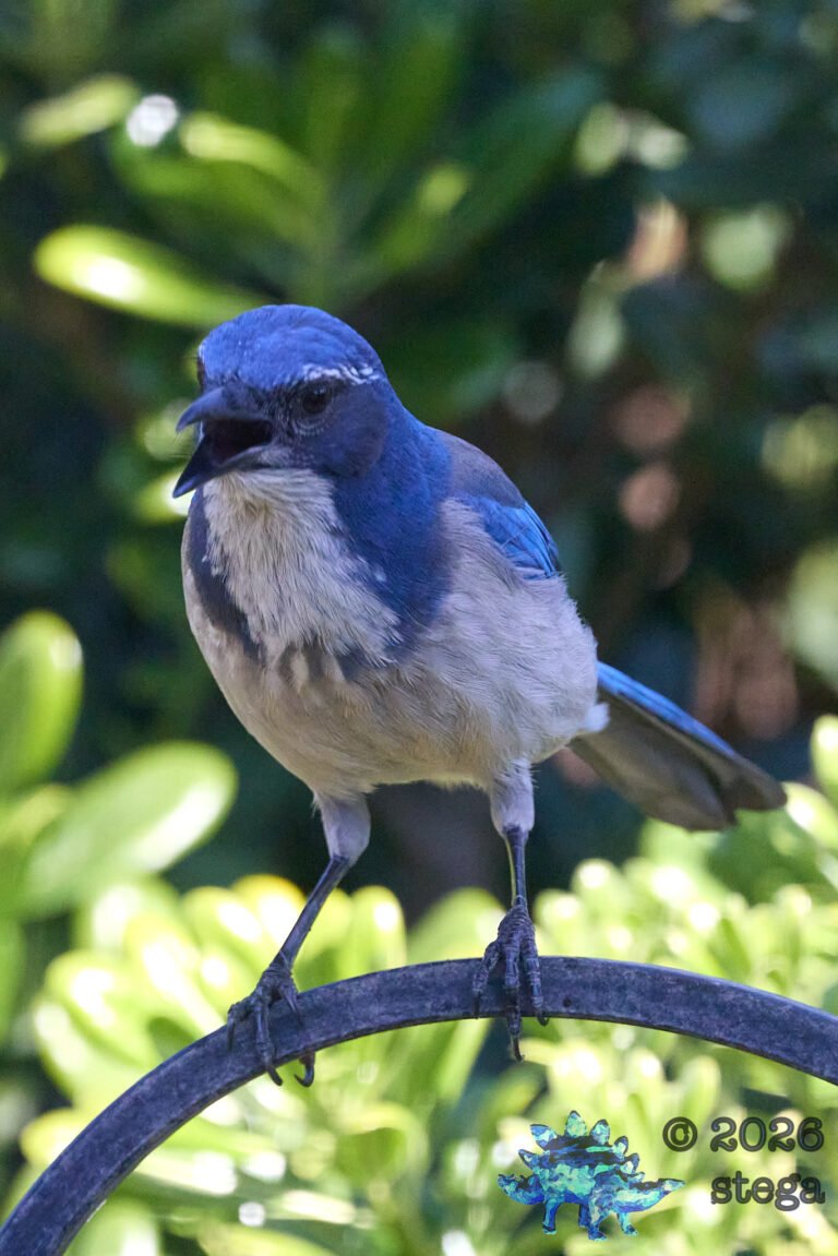 California Scrub Jay