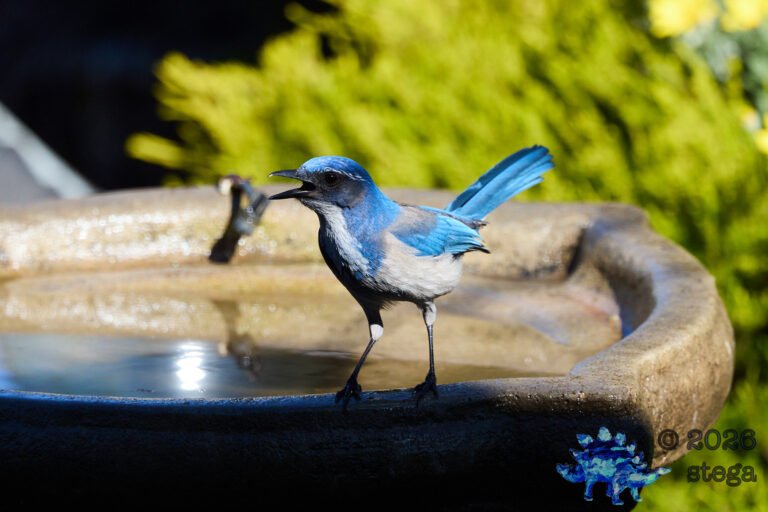 California Scrub Jay