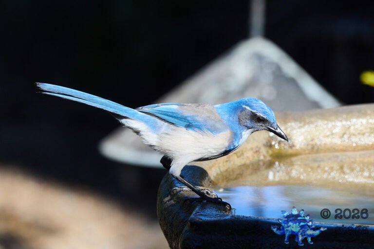 California Scrub Jay