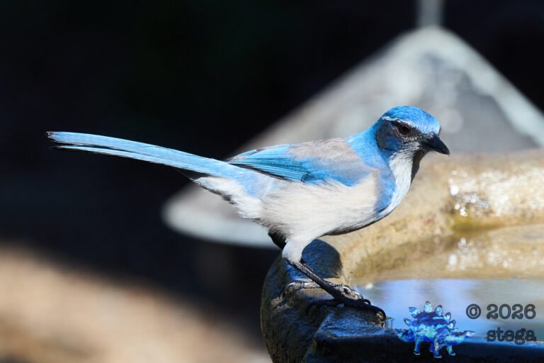 California Scrub Jay