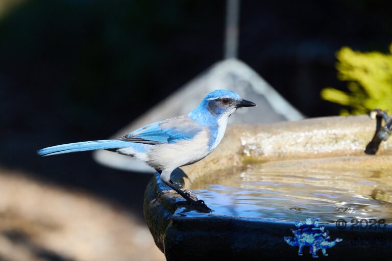 California Scrub Jay