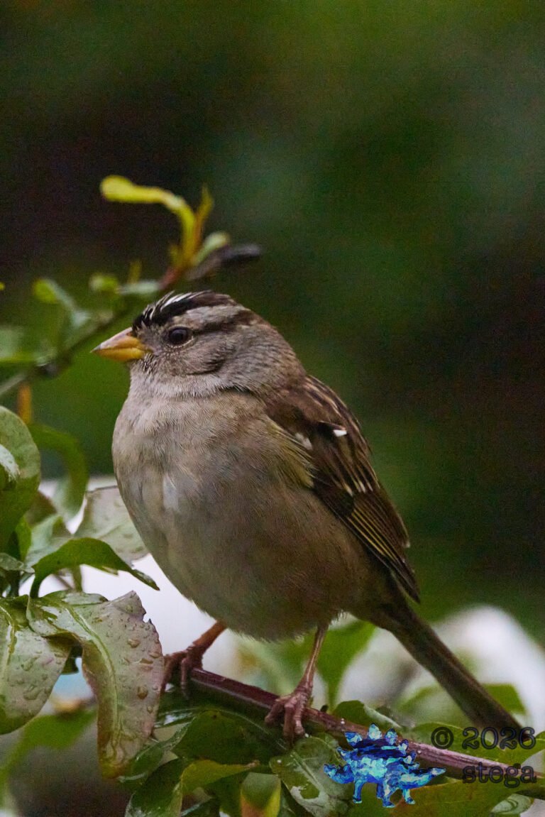 White-Crowned Sparrow