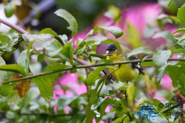 Lesser Goldfinch