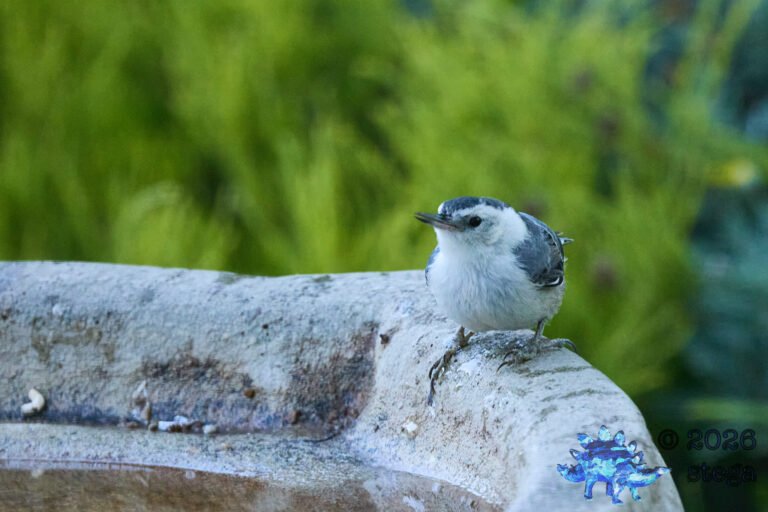 White Breasted Nuthatch