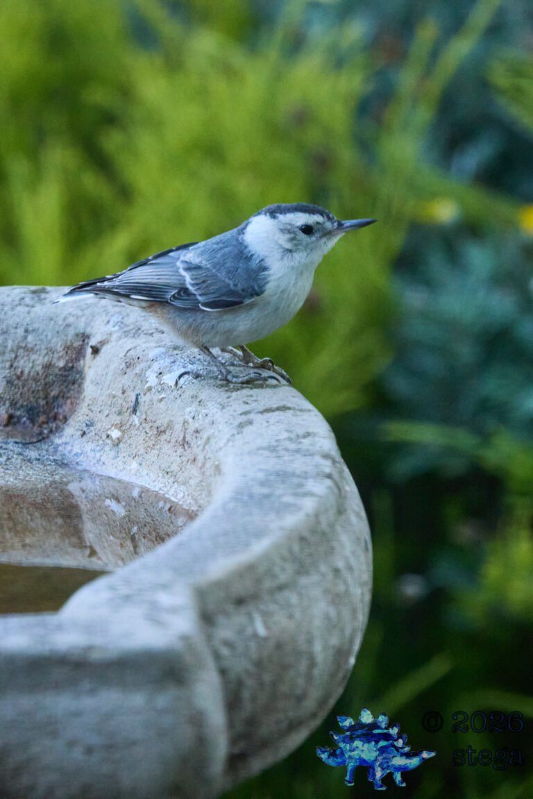 White Breasted Nuthatch