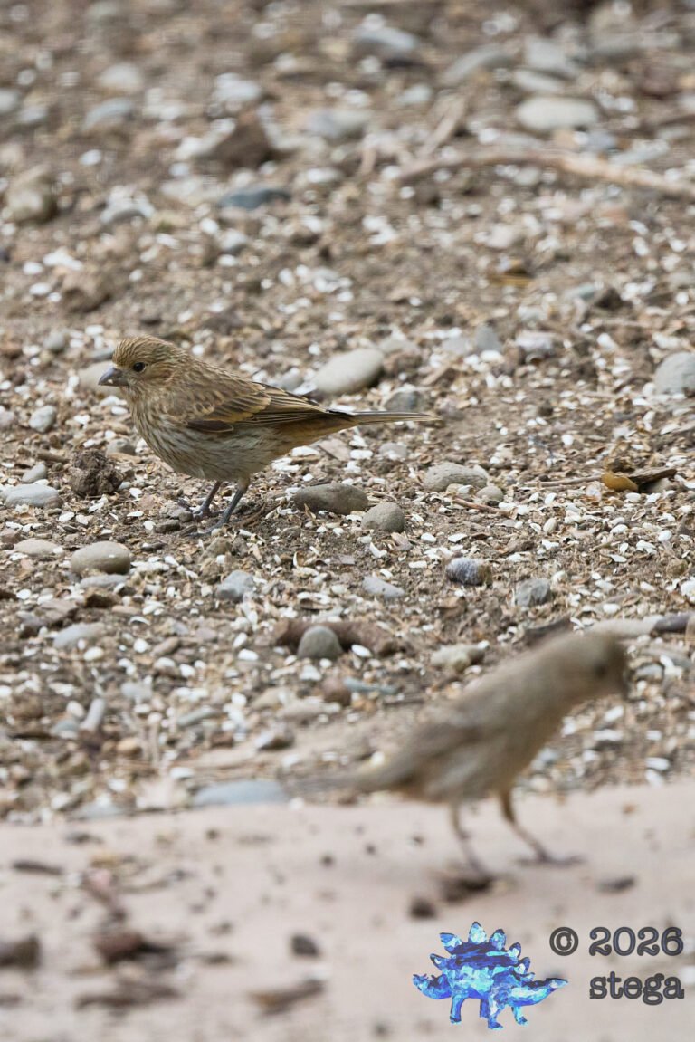 House Finch