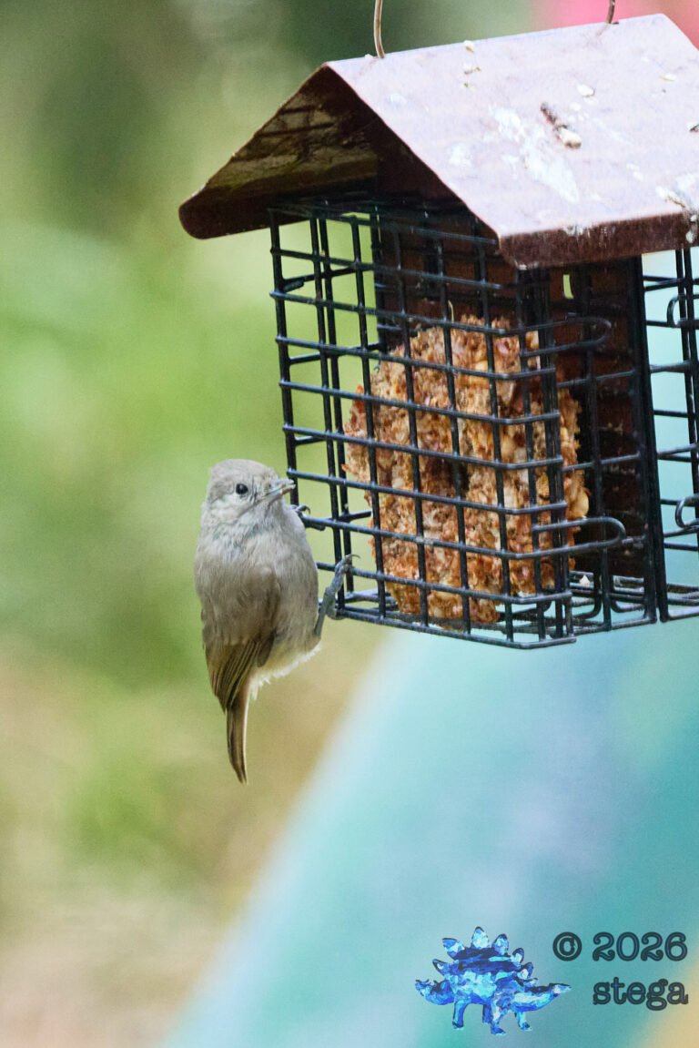 Oak Titmouse