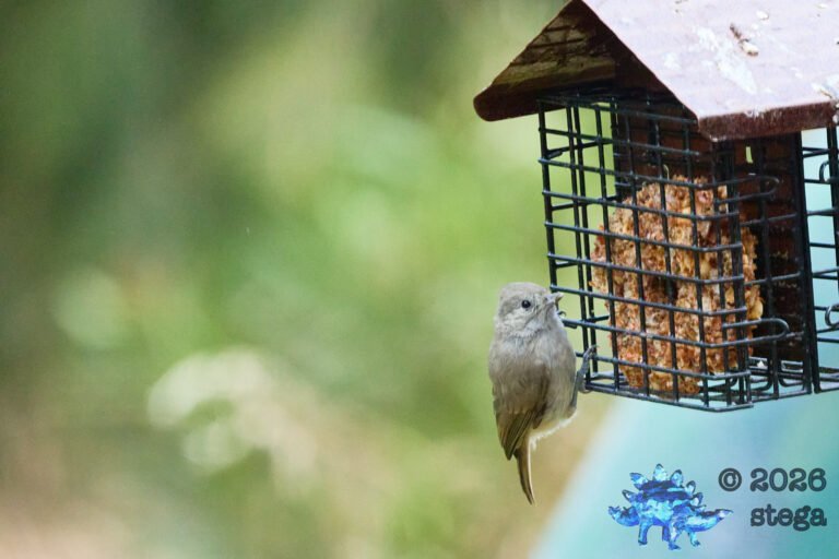 Oak Titmouse