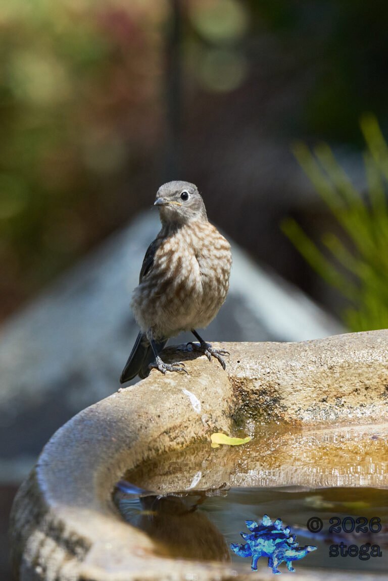 Western Bluebird