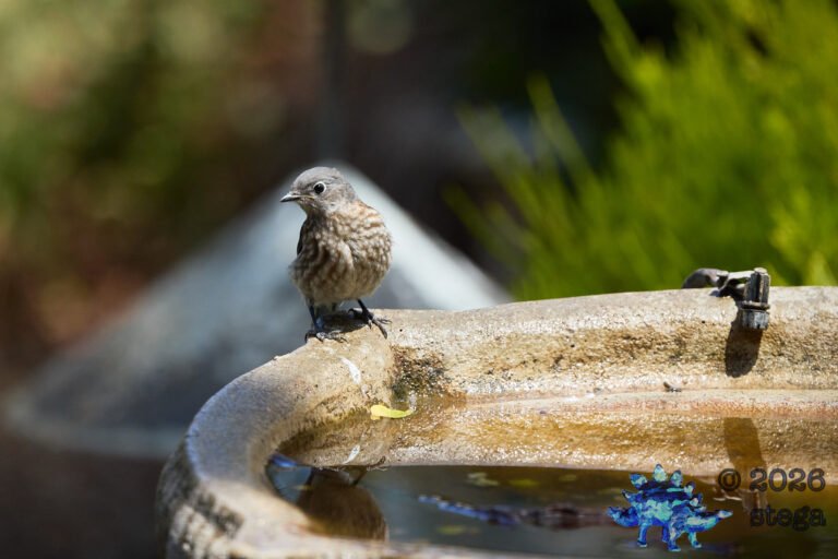 Western Bluebird