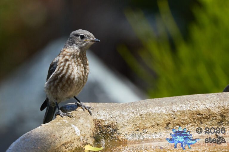 Western Bluebird