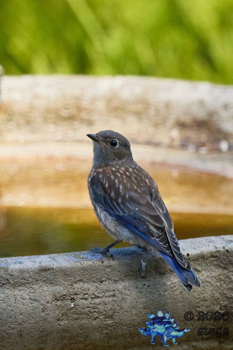 Western Bluebird