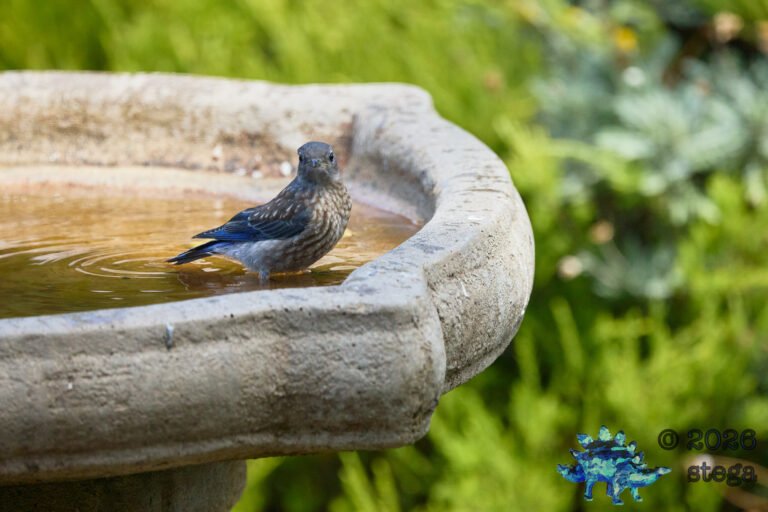 Western Bluebird