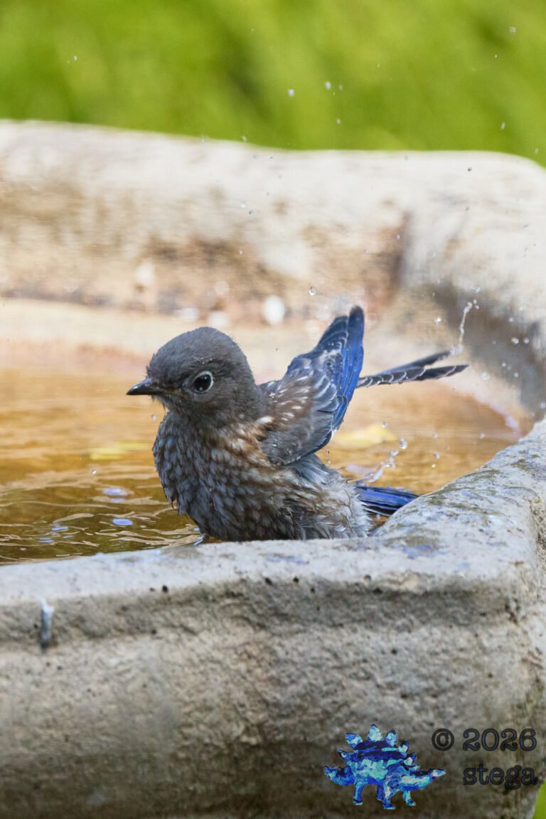Western Bluebird