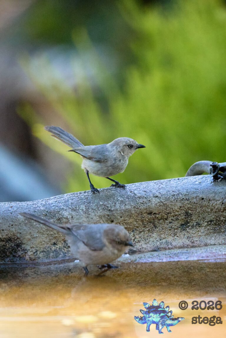 Bushtit