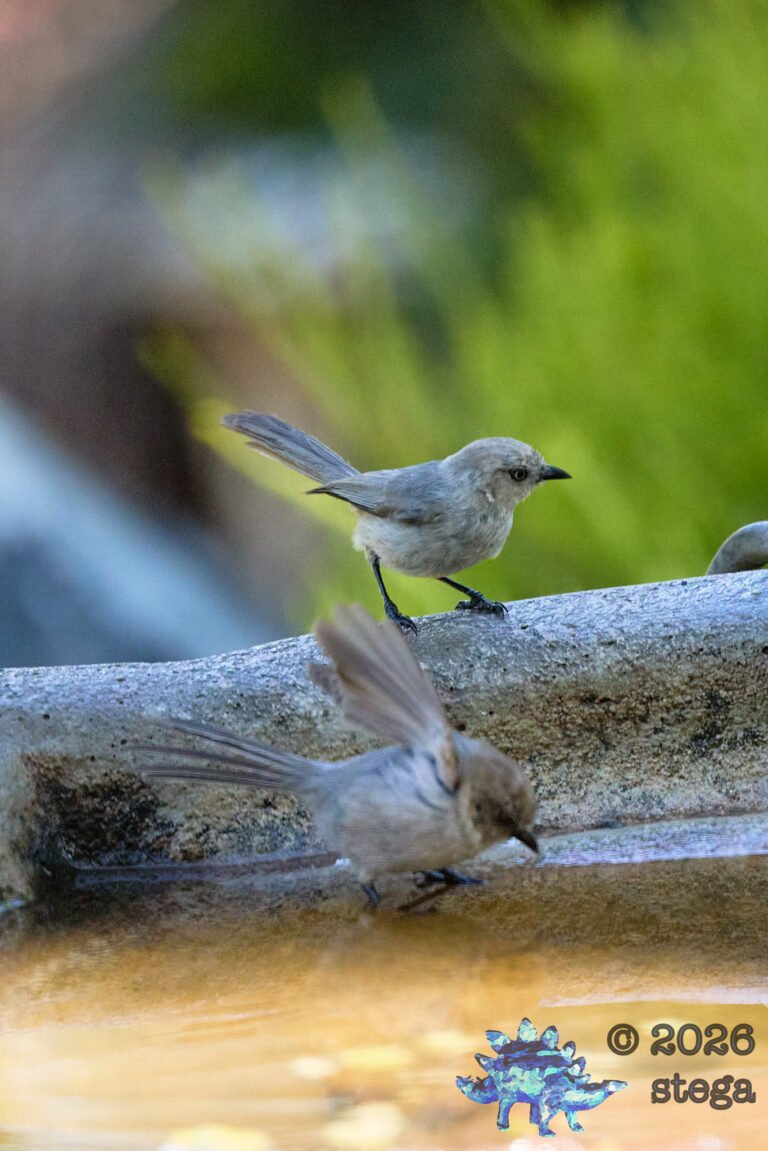 Bushtit