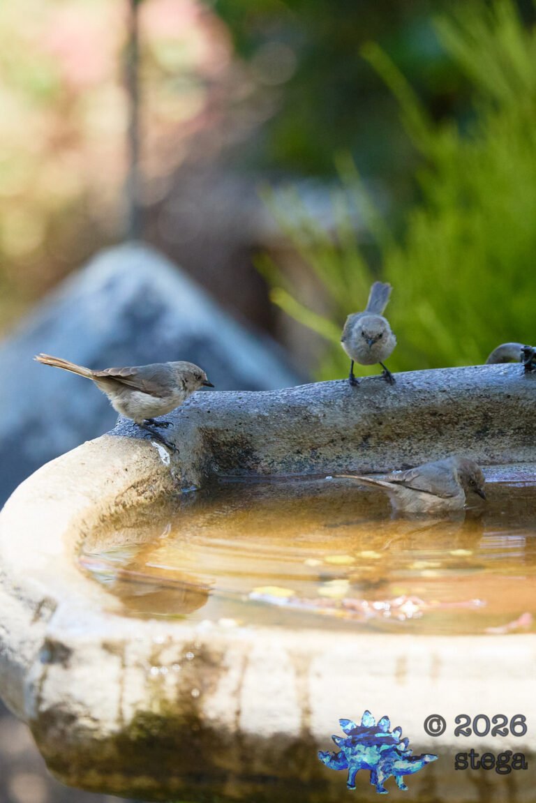 Bushtit