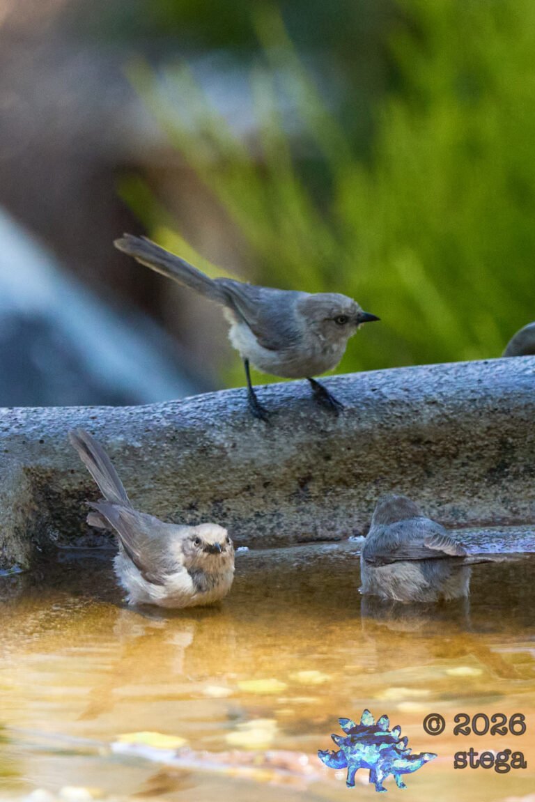 Bushtit
