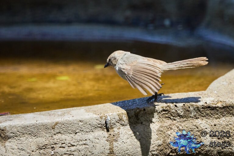 Bushtit