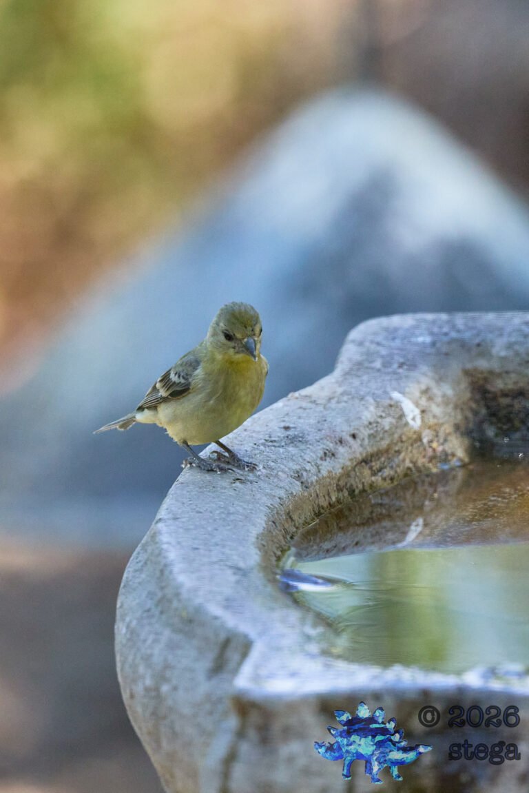 Lesser Goldfinch