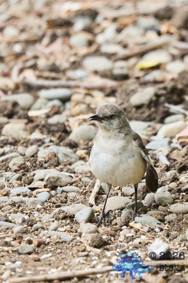 Northern Mockingbird