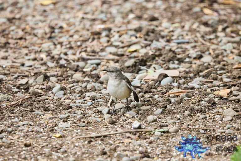 Northern Mockingbird