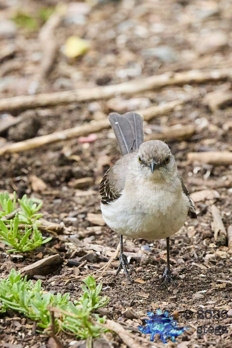 Northern Mockingbird
