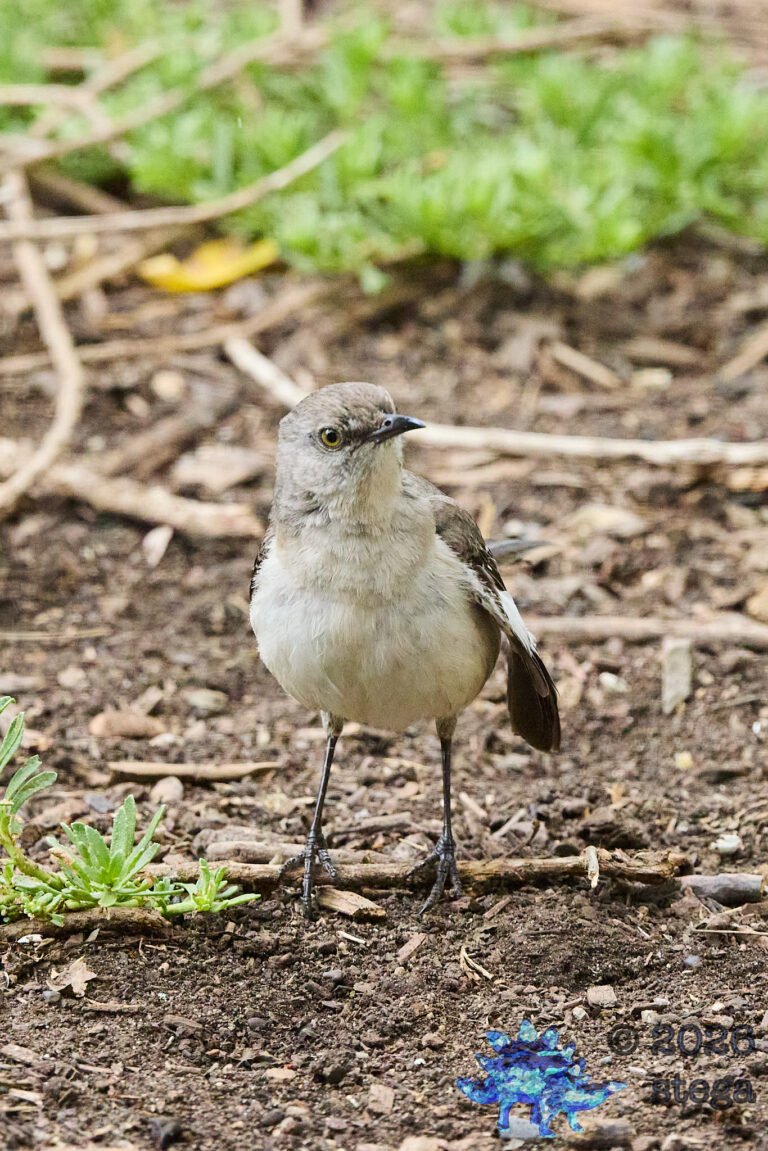 Northern Mockingbird
