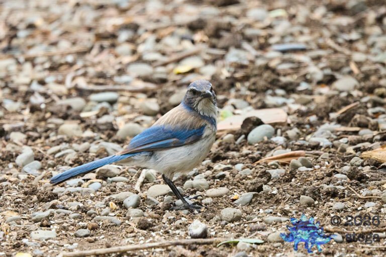 California Scrub Jay