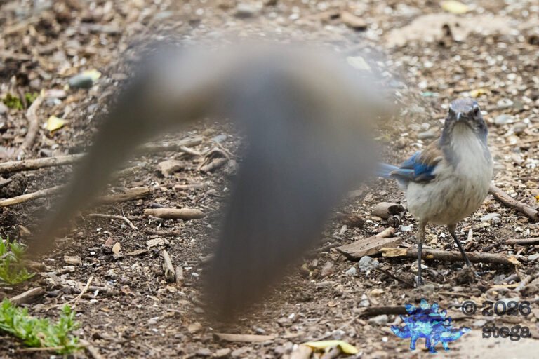 California Scrub Jay