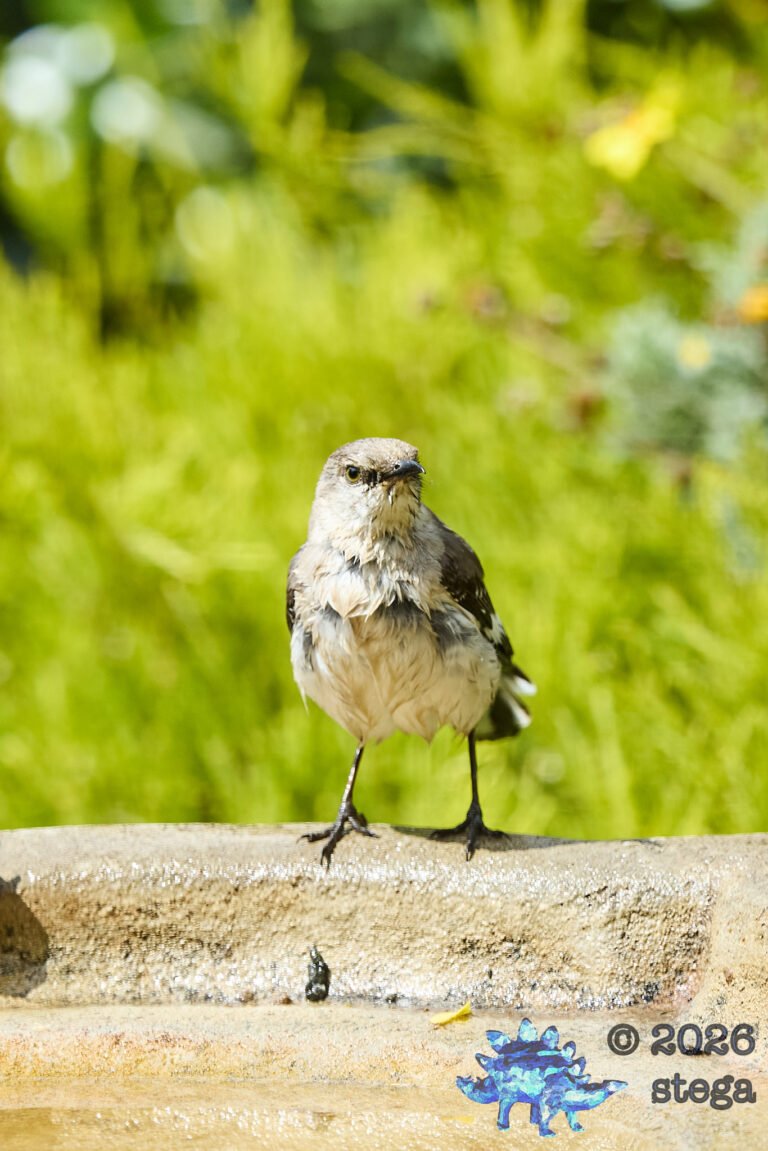 Northern Mockingbird