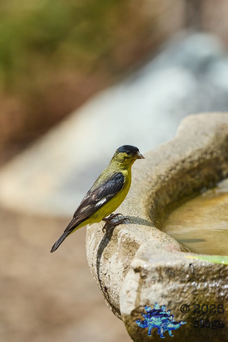 Lesser Goldfinch