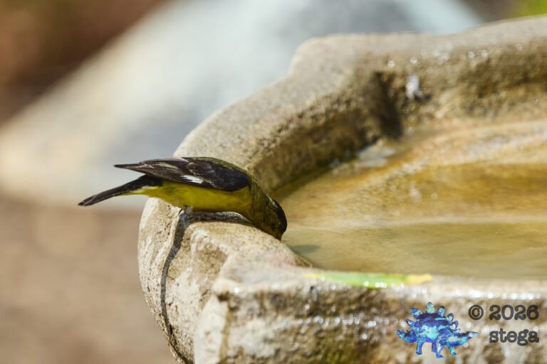 Lesser Goldfinch
