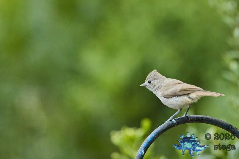 Oak Titmouse