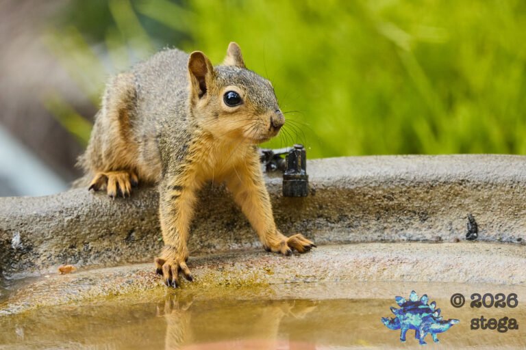Fox Squirrel