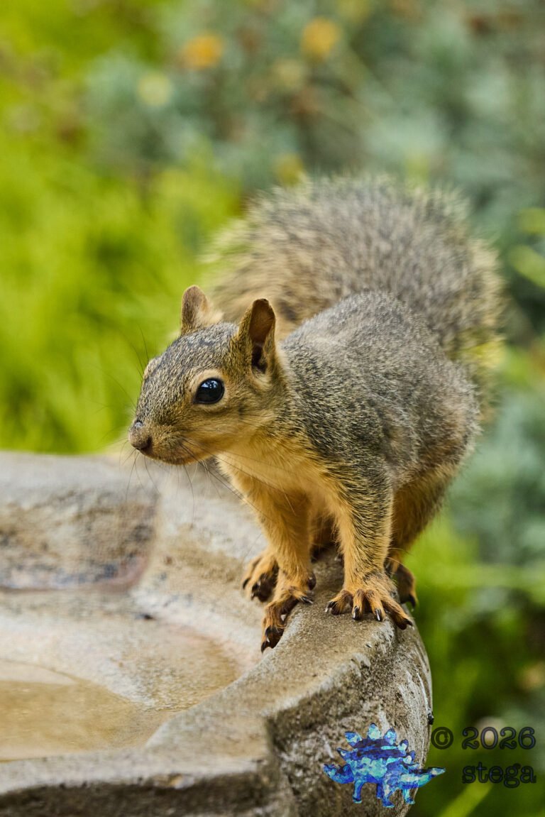 Fox Squirrel