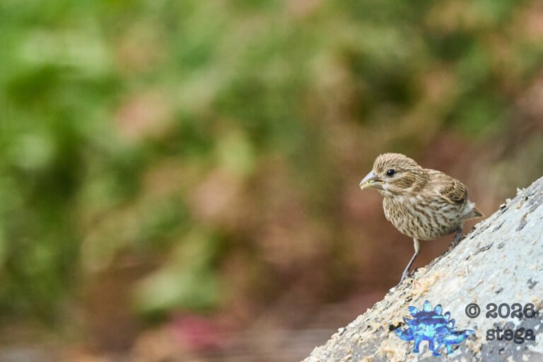 House Finch